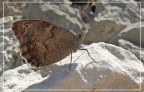 Butterfly#1 Butterfly#1