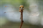 dragonfly#1 dragonfly#1