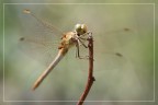 dragonfly#3 dragonfly#3