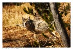 Wild Grey Wolf #2 Wild Grey Wolf #2