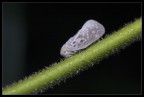 Macro Macro
