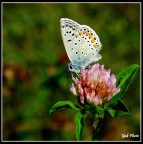 Lycaenidae