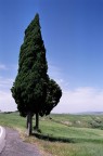Cipresso Val D'orcia Cipresso Val D'orcia