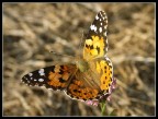 Contrapposizioni di Natura. Contrapposizioni di Natura.