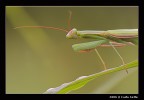 Mantide Religiosa Mantide Religiosa