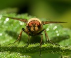The Fly-02 The Fly-02