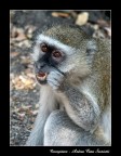 Cercopiteco - Botswana Cercopiteco - Botswana