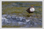 White-throated Dipper.