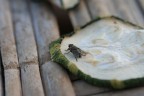 Mosca...fuori di zucca! Mosca...fuori di zucca!