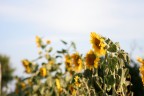 Girasoli Girasoli