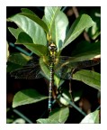 libellula