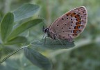 Lycaenidae anch'io ... Lycaenidae anch'io ...
