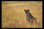Tanzania: leonessa Tanzania: leonessa