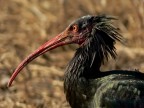 Ibis Eremita