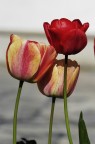 Tris di fiori Tris di fiori