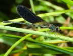 libellula