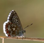 cerco di imparare a .....