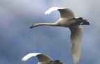 il volo del cigno il volo del cigno
