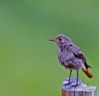 Codirosso spazzacamino