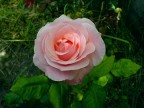 Rosa rosa Rosa rosa