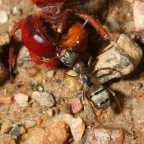 Fine di una libellula