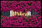 Balcone in fiore...