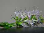 menta menta