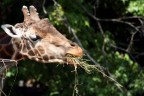 giraffa che pranza giraffa che pranza