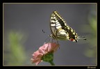 Farfalla