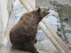 Orso in cattività Orso in cattività