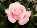 Rosa Rosa