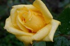 rosa con rugiada rosa con rugiada