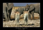 Namibia - Elephant Crossing Namibia - Elephant Crossing