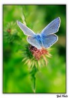 Butterfly in blue Butterfly in blue