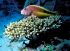 pesce falco
