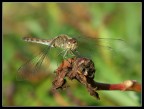 dragonfly dragonfly