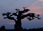 albero e tramonto