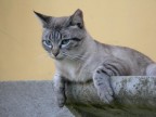 Gatto su giallo Gatto su giallo