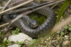 serpentello serpentello