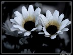 Malinconia Malinconia