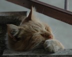 lasciatemi dormire lasciatemi dormire