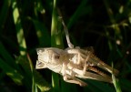 Maschera di grillo