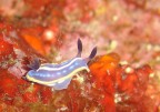 Hypselodoris tricolor e  idroide