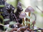 funghi funghi
