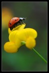 colori colori