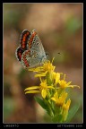 licenide
