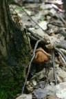 funghi nascosti funghi nascosti