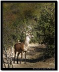 Un cervo per sei amici Un cervo per sei amici