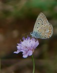 Farfallina