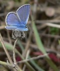 Azzurrina Azzurrina